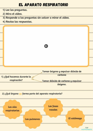 El aparato respiratorio y sus partes . Interactive worksheet