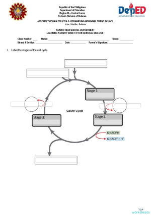 Module 10: Calvin Cycle. Interactive worksheet | TopWorksheets